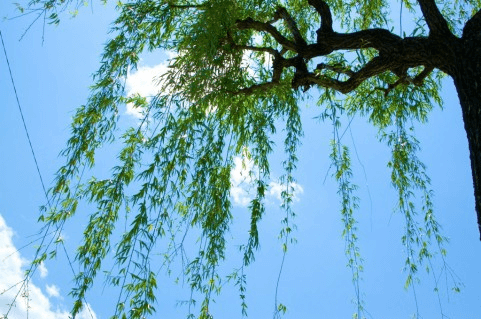 仕事的にビミョーな部下のための言い回し